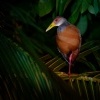 Chrastal guayansky - Aramides cajaneus - Grey-necked Wood-rail o6916
